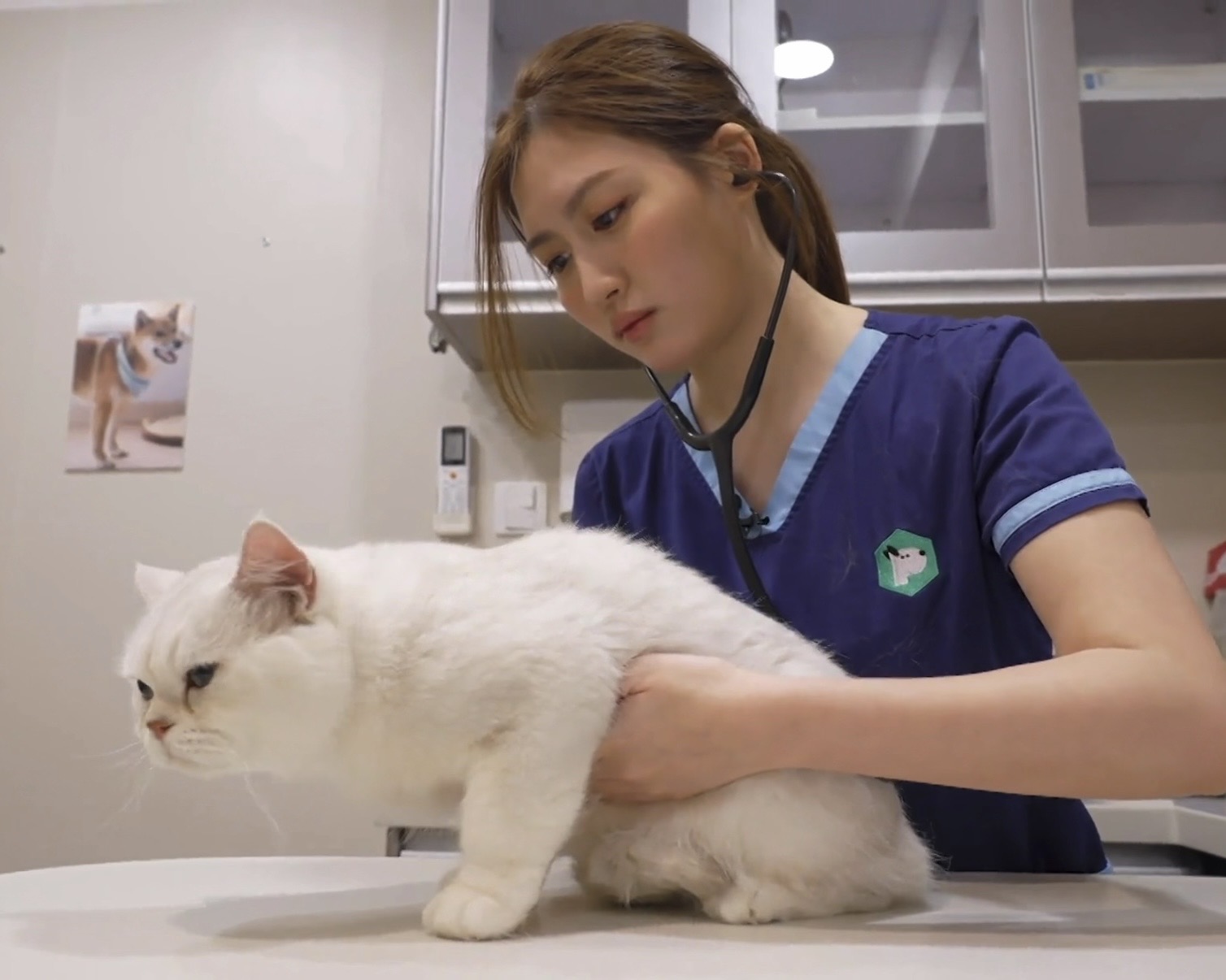 Dr Jasmine performing a physical exam on a cat using a stethoscope at her veterinary practice