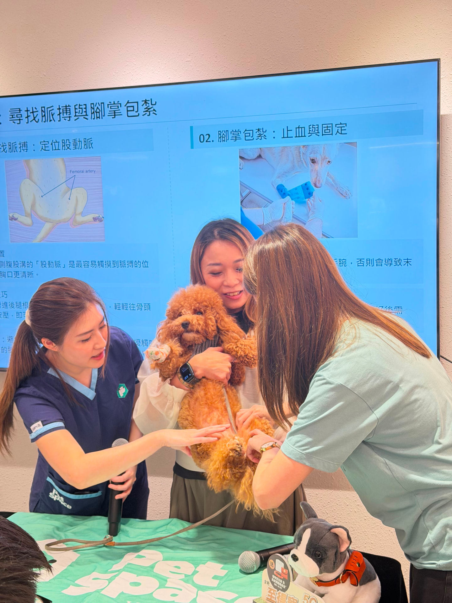 Hands-on bandaging demonstration with a small dog